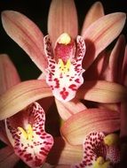 pink Flower Orchid Tropical plant view