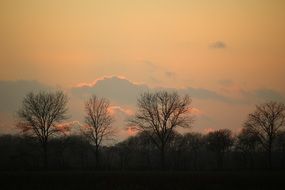 Sunset Winter Trees