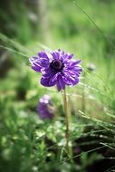 Purple Anemone Flower in a garden