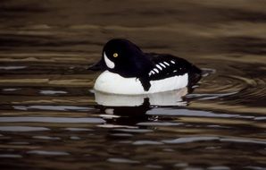 barrow's goldeneye Duck on the water close-up