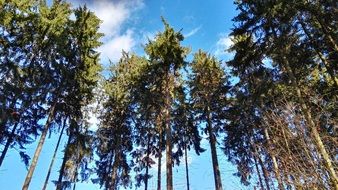 low angle View of forest