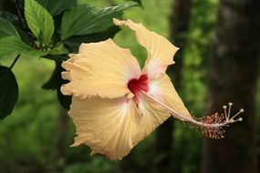 fascinating Tropical Flower