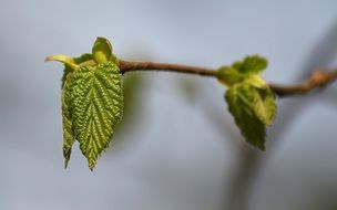 light green young leaves on a branch closeup