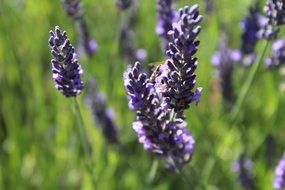 lavender on the field on a sunny day