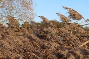 Movement of the reeds