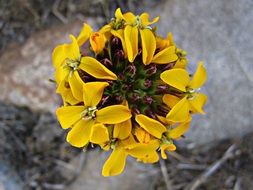Macro photo of Yellow Flowers