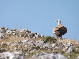 Mountain Vulture portrait