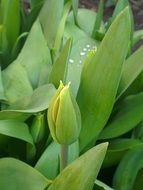 Tulip flowers in Netherlands