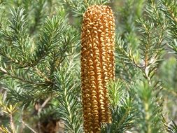 banksia ericifolia, Evergreen Australian bush