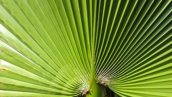 perfect beauty Palm Leaf Green