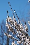 closeup photo of lush spring flowering of a bush