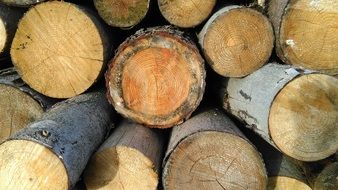 Stack of the woods