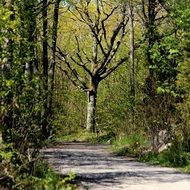 Forest in the countryside in spring