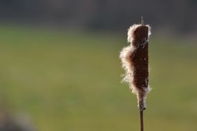 Close-up of the Blade of the cattail at blurred background with grass