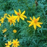 Yellow cosmos flowers in a garden