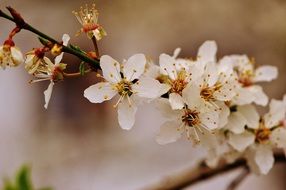 branch with lush spring flowering closeup