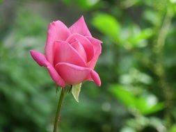 pink rose on a blurred background of green plants
