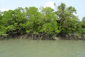 Sundarbans Forest in India