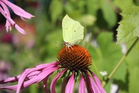 Close-up of the green and yellow butterfly on a beautiful and colorful echinacea flower with pink petals