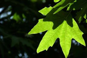 shadow on a green maple leaf
