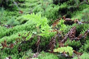 small bush of fern among green moss