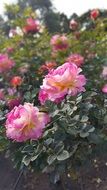 colorful roses in the garden