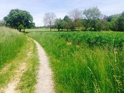 Green meadow in Switzerland