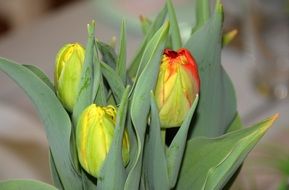 green tulip buds on a blurred background