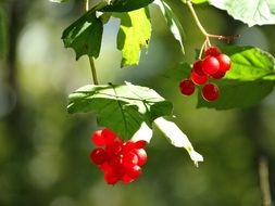 Close-up of the beautiful red berries on a branches with green leaves