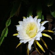 delicate white flower at night