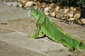Green lizard in wildlife