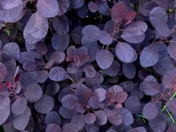 Cotinus, Smoke tree, purple leaves, background