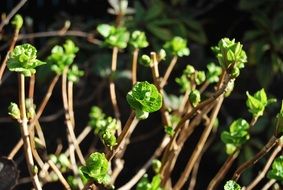 Green young leaves in nature