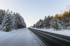 track in the pine forest