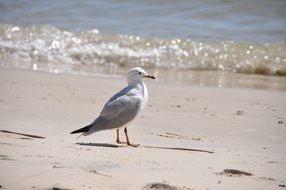 Seagull Ocean Sea Nature Beach