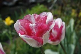 red and white tulip blossom