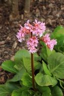 Pink flowers blossom in the forest in the spring