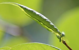 green leaf on a background of green plants
