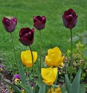 yellow and violet Tulips In Garden