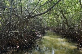 river among mangroves and other plants