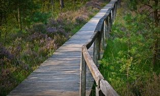 boardwalk with railing