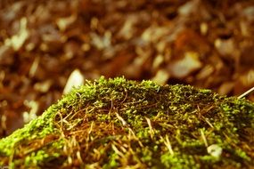 photo of green forest moss