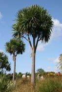 Palm Trees in Botanical garden