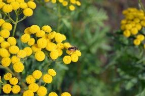 fly on a yellow tansy