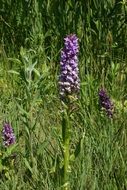 Purple Flower in the wild field