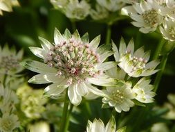 extraordinary Masterwort Flower