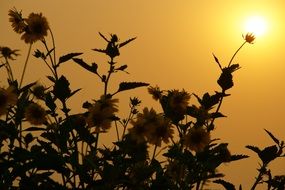 silhouette of a flowering plant in bright twilight