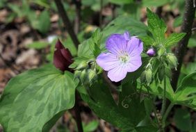 periwinkle like a wild flower