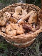 edible Mushrooms in Basket on grass