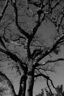 crown of bare Tree at sky, Black And White Photography